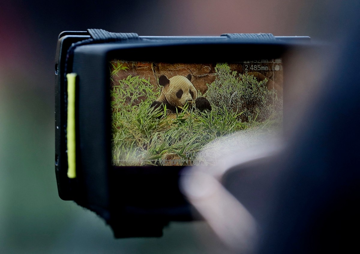 بالصور- كاليفورنيا تستقبل أول حيواني باندا تعيرهما الصين لواشنطن منذ 21 عاما